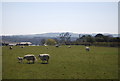 Sheep on the path south to Pett