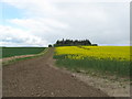 Field margin alongside a crop of rape