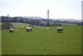 Sheep by the path to Pett