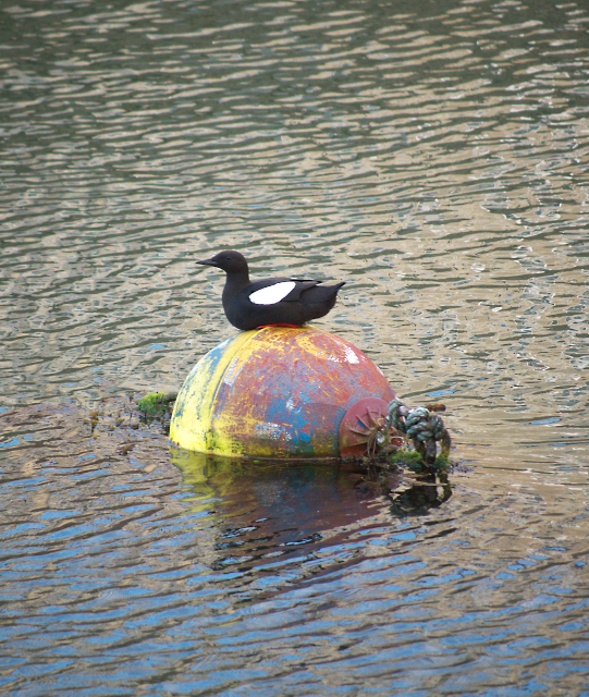 Black Guillemot, Bangor