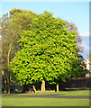 Horse Chestnut, Bangor