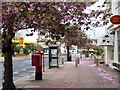 Cherry blossom, Postbox, Post Office, Phone box, Three Beaches, Paignton