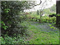 Flowers between Canhouse Lane and Bull Hill