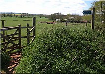 SS9101 : Start of footpath near Raddon by Derek Harper
