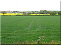 Fieldscape from Doe Bank Lane