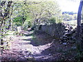 Partially collapsed dry stone wall, Freehold Wood