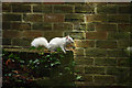 TQ8110 : Albino Squirrel at Alexandra Park by Oast House Archive