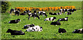 Cattle, Ballymiscaw near Belfast (1)