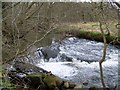 Coupar Burn near Woodside