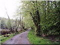 Road through woods