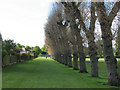 Melbourne Park: poplars which once bordered a railway