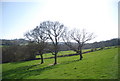 Three trees by the footpath near Alder Shaw