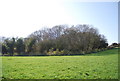 Woodland near the 1066 Country Walk