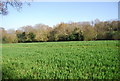 Woodland and wheat near Fairlight Hall