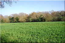TQ8512 : Woodland and wheat near Fairlight Hall by N Chadwick