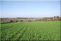TQ8512 : Very large field of winter wheat by N Chadwick