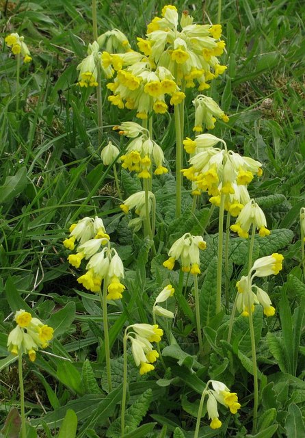 Cowslips along footpath around Milltown Quarry