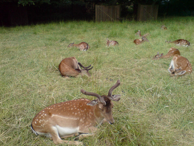 Deer at Bradgate Park