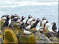 NT6698 : Puffins on South Ness by James Allan