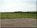 A parade of Poplar trees by a disused reservoir