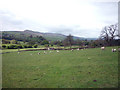 Sheep pasture near Grange