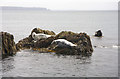 SM7405 : Seals in South Haven, Skokholm by Bob Jones
