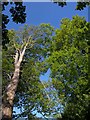 Beeches near Torre Abbey