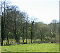 2010 : Pasture and well developed hedgerow, Crockerton