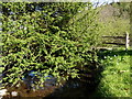 A Bridge on the River Yeo which leads to New Mills as seen from downstream