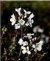 SD2804 : Cuckoo Flower (Lady's Smock) by Gary Rogers