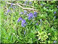 Bluebell (Hyacinthoides non-scriptus)