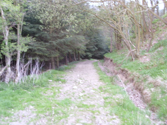 Forestry track in Slacks wood
