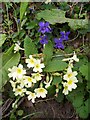 Primrose and Blue Violets