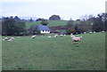 ST3393 : Sheep, Shaftesbury Farm by Jaggery