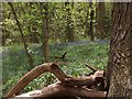 Bluebells in Ecclesall Woods