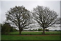 Two trees by the footpath, Amiesmill Farm