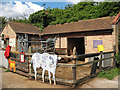 Newham City Farm (4)