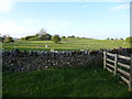 Sheep pasture above Rhydycroesau