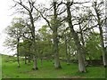 Youngish oaks in the Clyde Valley