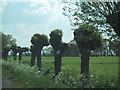 Pollarded trees by the roadside