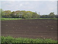 Peat-dark arable field