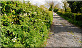 Public path, Killyleagh (1)