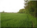 Footpath beside a hedge near Medhurst Row Farm