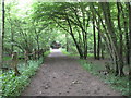 Ruislip: Copse Wood bridleway