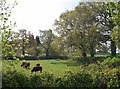 Cattle, Hele Bird Farm