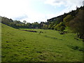 Streamside meadows below Moelfre village