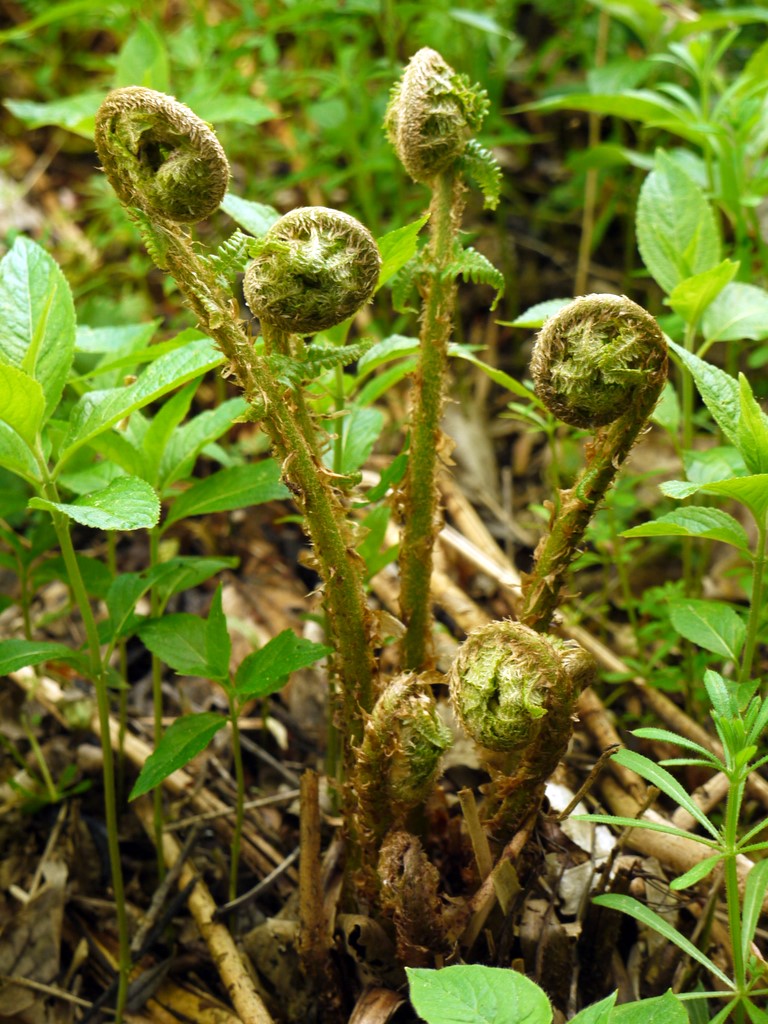 Fern 'fiddleheads', Beltingham Nature... © Andrew Curtis cc-by-sa/2.0 ...