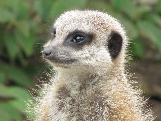 So cute © Bill Nicholls cc-by-sa/2.0 :: Geograph Britain and Ireland