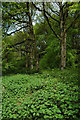 Trees in the Forest of Dean