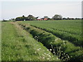 Crops and drainage ditch, Bangor